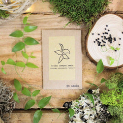 Houseplant Adventurer Seed Collection: Next-Level Seeds