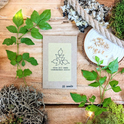 Houseplant Adventurer Seed Collection: Next-Level Seeds