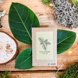 Houseplant Adventurer Seed Collection: Next-Level Seeds