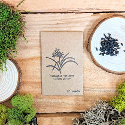 Houseplant Newbie Seed Collection: Easy Seeds for Beginners