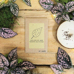 Houseplant Newbie Seed Collection: Easy Seeds for Beginners