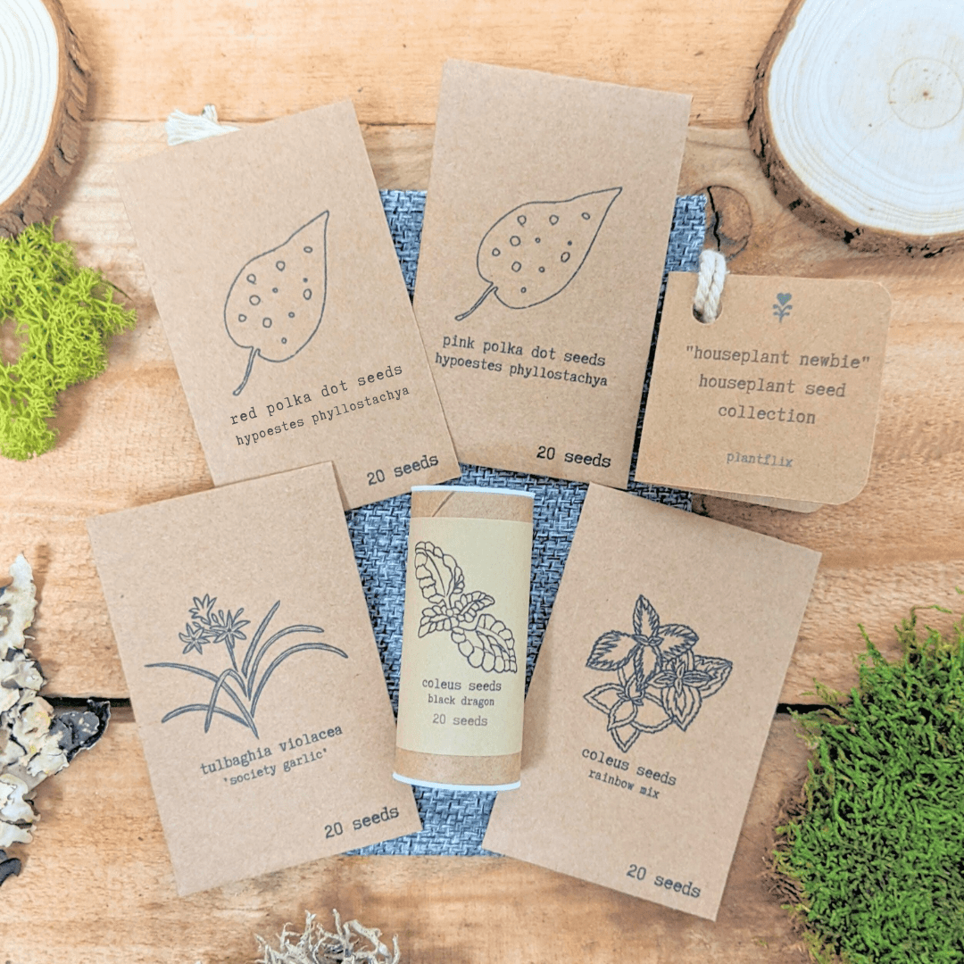 Houseplant Newbie Seed Collection: Easy Seeds for Beginners