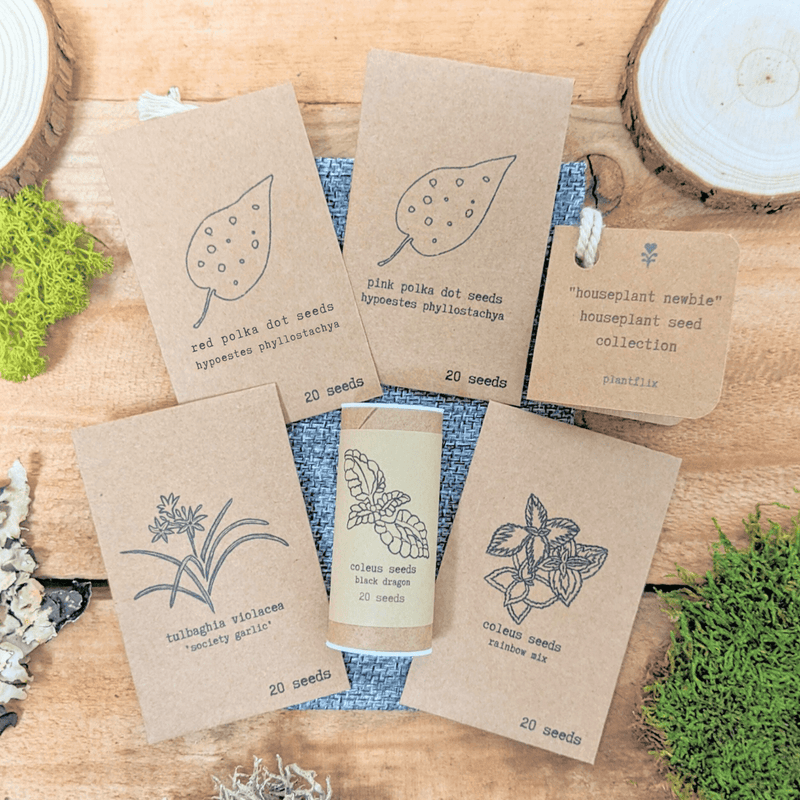 Houseplant Newbie Seed Collection: Easy Seeds for Beginners
