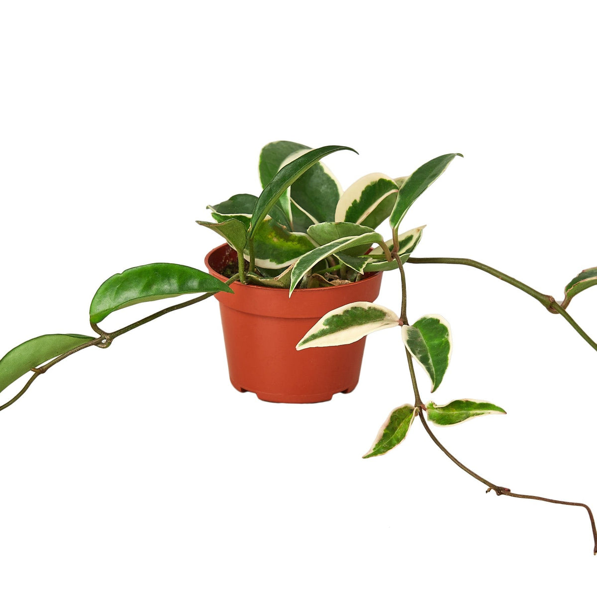 Hoya Tricolor trailing from a nursery pot