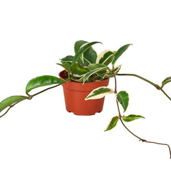 Hoya Tricolor trailing from a nursery pot