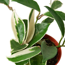 Close-up of Hoya carnosa Tricolor variegated leaves