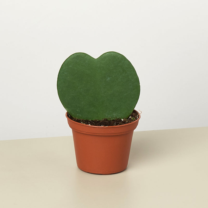 Hoya Heart (Hoya kerrii)