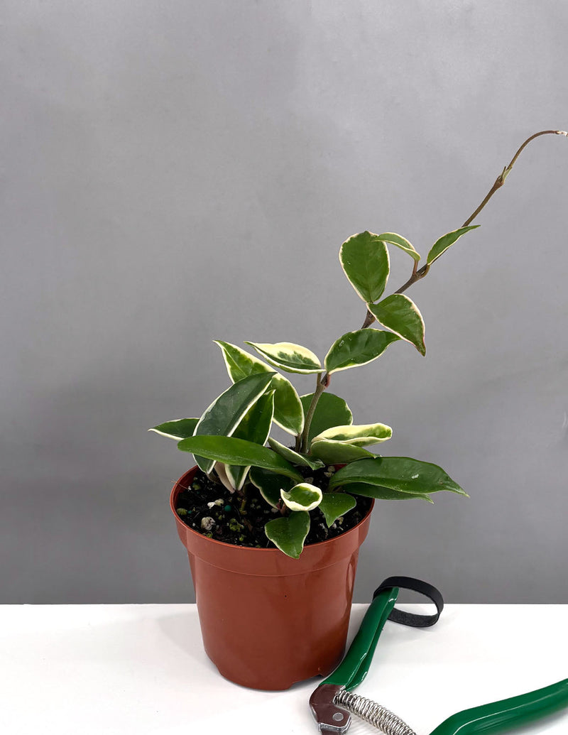 Hoya Krimson Queen (Hoya carnosa 'Krimson Queen')