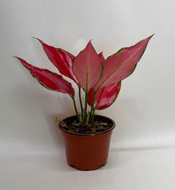 Chinese Evergreen 'Ruby' Aglaonema photo 2