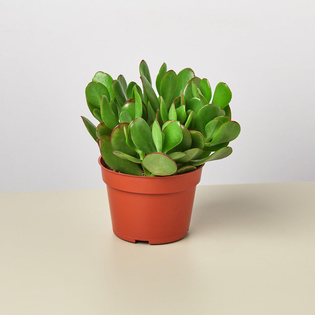 Jade Plant (Crassula ovata) in 4 inch nursery grow pot on white background