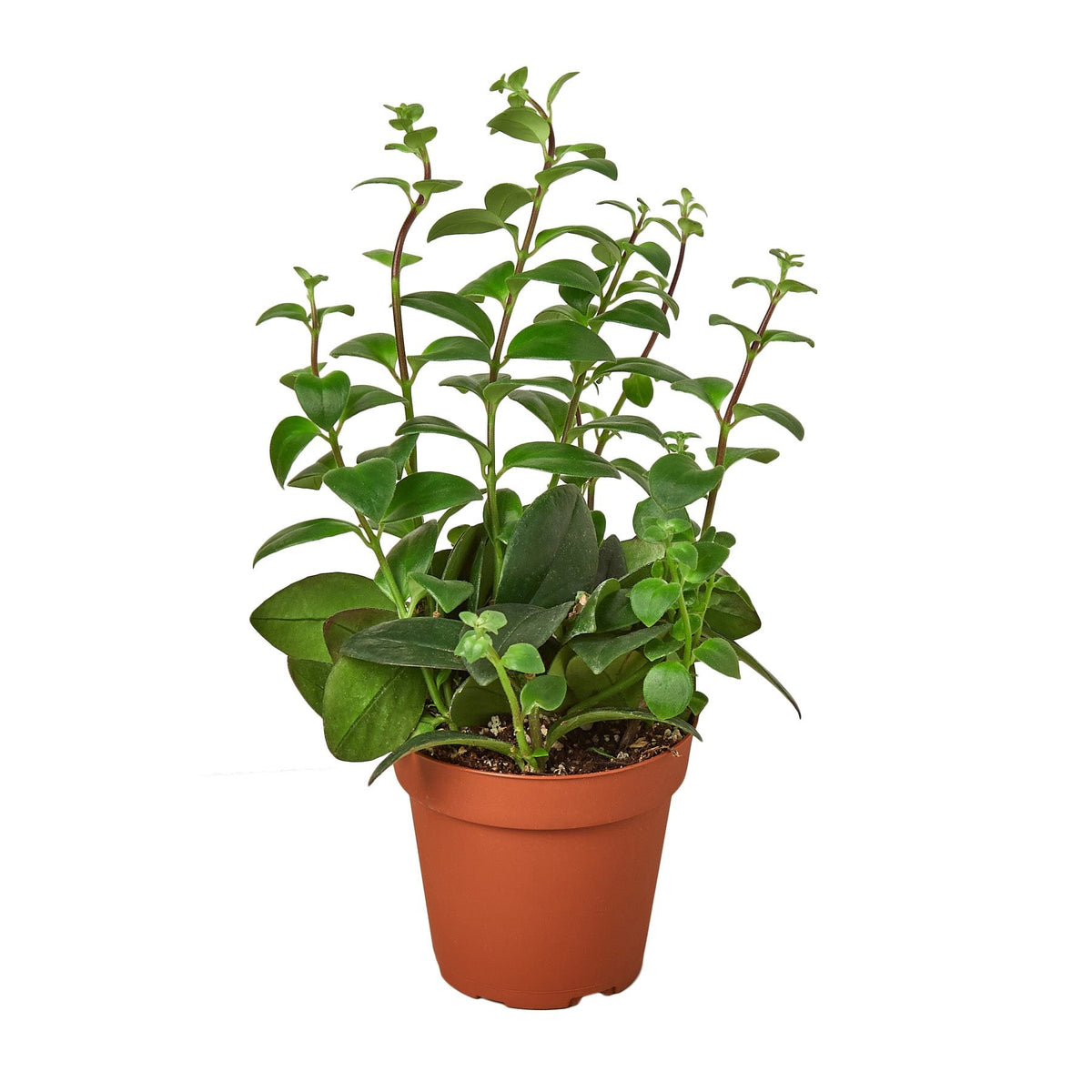 Lipstick plant in a nursery pot