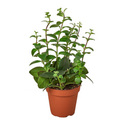 Lipstick plant in a nursery pot