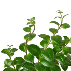 Close-up of lipstick plant leaves and stems