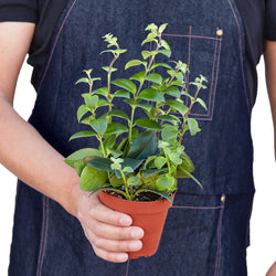 Hands holding a 4 inch lipstick plant