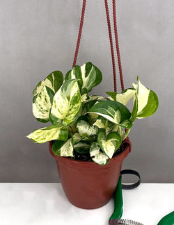 Manjula Pothos cascading foliage in hanging pot