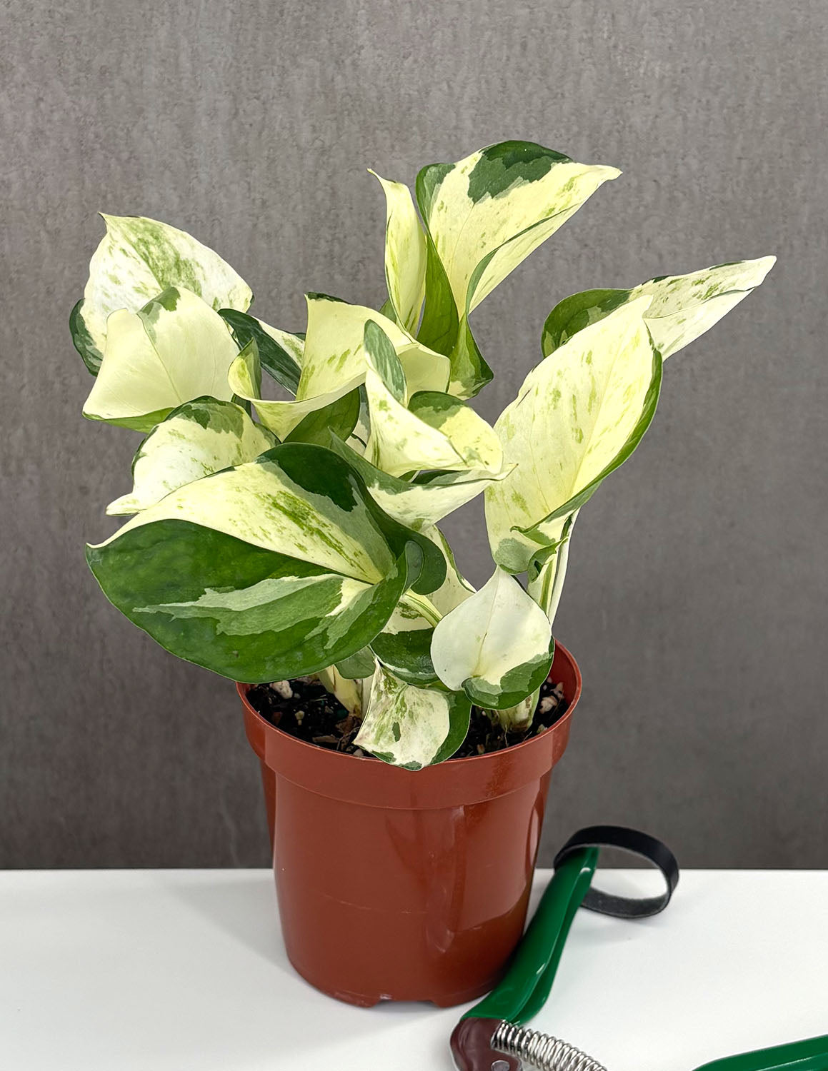 Manjula Pothos (Epipremnum aureum 'Manjula') in 4 inch nursery grow pot on neutral background