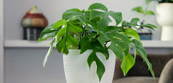 Mini Monstera foliage in ceramic pot