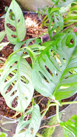 Monstera Adansonii in 4 inch nursery pot
