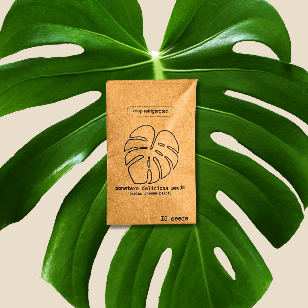 Monstera Deliciosa Seeds (Swiss Cheese Plant)