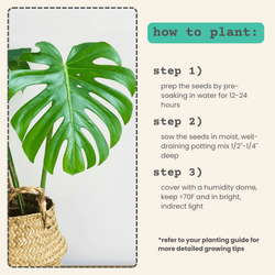 Monstera Deliciosa Seeds (Swiss Cheese Plant)