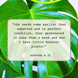 Monstera Deliciosa Seeds (Swiss Cheese Plant)