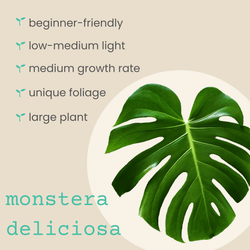 Monstera Deliciosa Seeds (Swiss Cheese Plant)