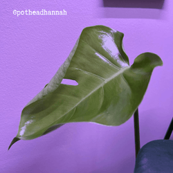 Monstera Deliciosa Seeds (Swiss Cheese Plant)