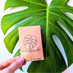 Monstera Deliciosa Seeds (Swiss Cheese Plant)
