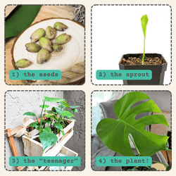Monstera Deliciosa Seeds (Swiss Cheese Plant)