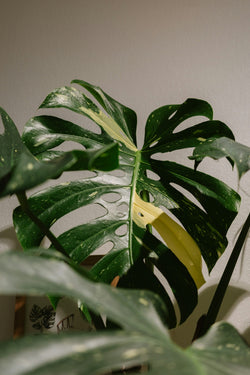 Monstera Deliciosa in 4 inch nursery pot