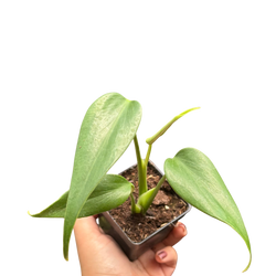 Monstera Burle Marx Flame