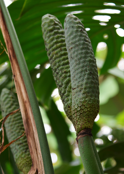 Monstera 'Thai Constellation' (Monstera deliciosa)