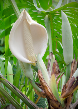 Monstera 'Thai Constellation' (Monstera deliciosa)