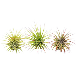 Three Tillandsia ionantha air plants, some blushing red