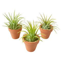 Three air plants in mini terra cotta pots