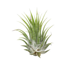 Tillandsia ionantha air plant with silvery green leaves