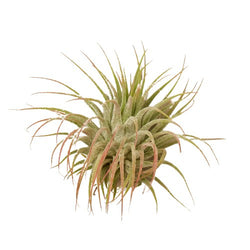 Single Tillandsia ionantha air plant, about 2 to 3 inches