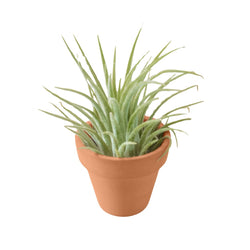 Tillandsia ionantha air plant set in a mini terra cotta pot