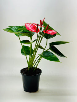 Anthurium Livium in a 4 inch nursery pot with a red bloom