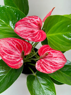 Close-up of Anthurium Livium pink blooms with white streaks