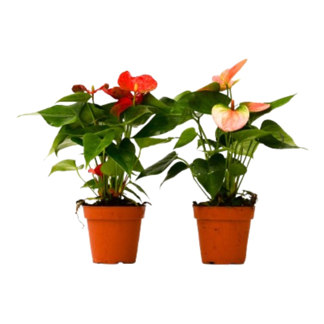 Two anthuriums in 4 inch nursery pots, one red and one pink, as an example pair