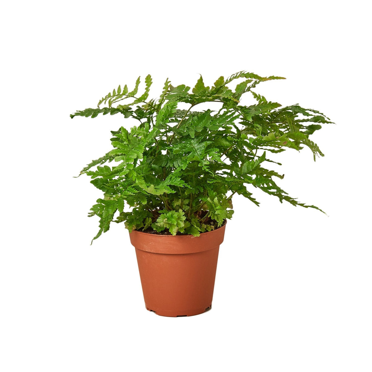 Autumn fern in a 4 inch nursery pot