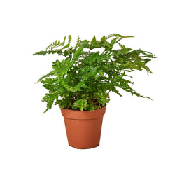Autumn fern in a 4 inch nursery pot