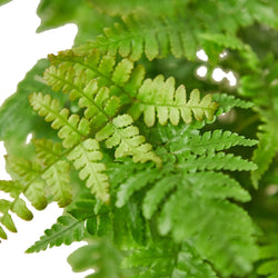 Autumn fern fronds, coppery new growth turning green