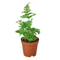 Autumn fern (Dryopteris erythrosora) in a nursery pot