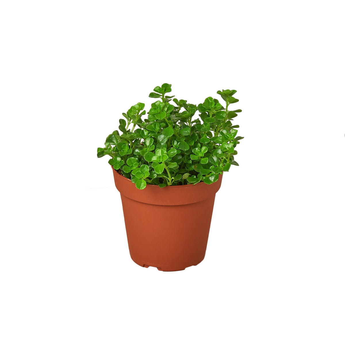 Baby's tears (Soleirolia soleirolii) in a 5462 inch pot
