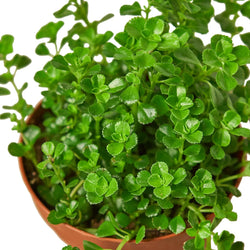 Baby's tears (Soleirolia soleirolii) in a 4471 inch pot