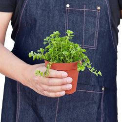 Baby's tears (Soleirolia soleirolii) in a 8157 inch pot