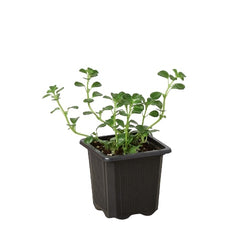 Baby's tears (Soleirolia soleirolii) in a 3 inch pot