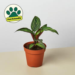Calathea 'Beauty Star', photo 1